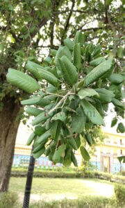 Manilkara hexandra (Roxb.) Dubard