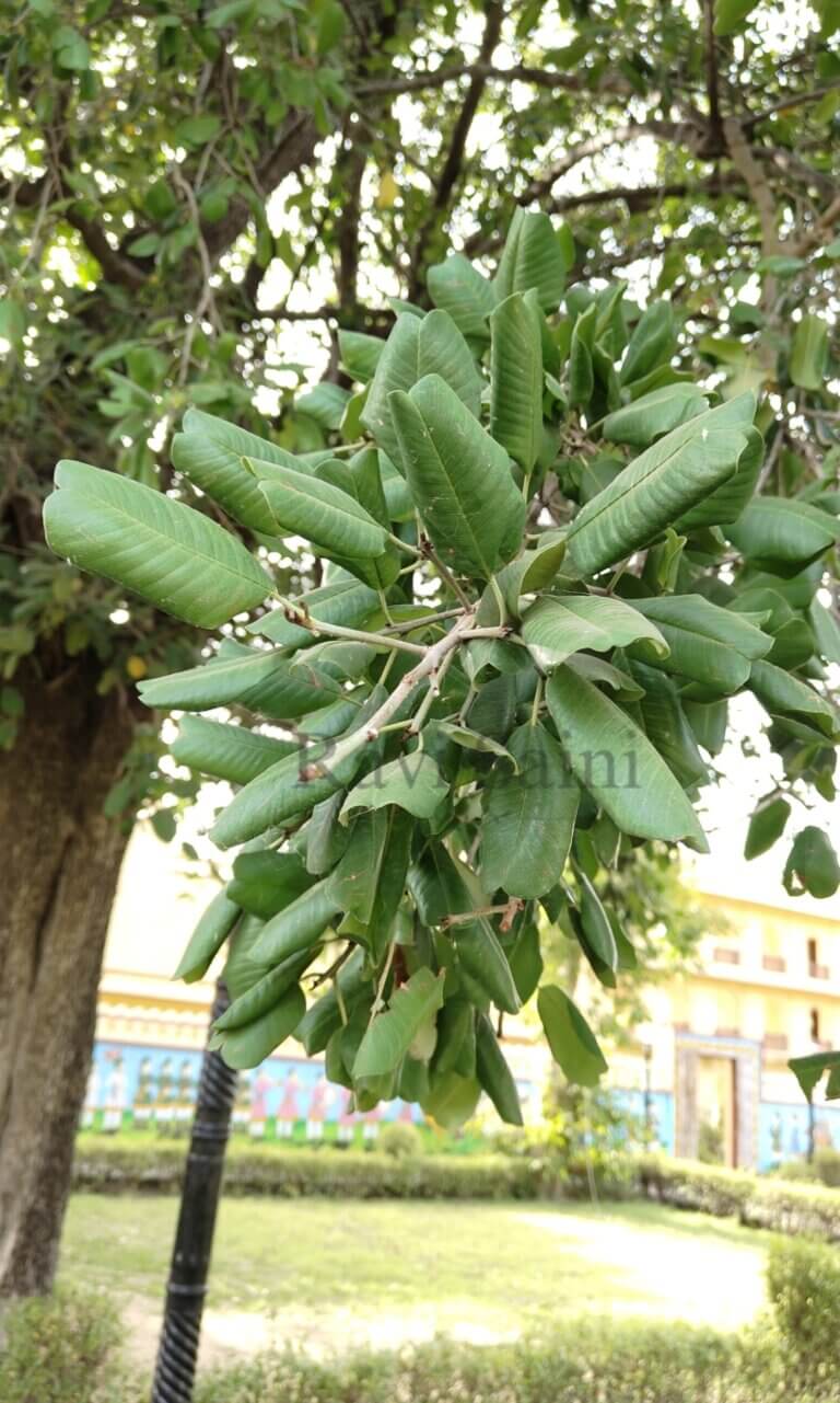 Genus: Manilkara 2 Attached Image