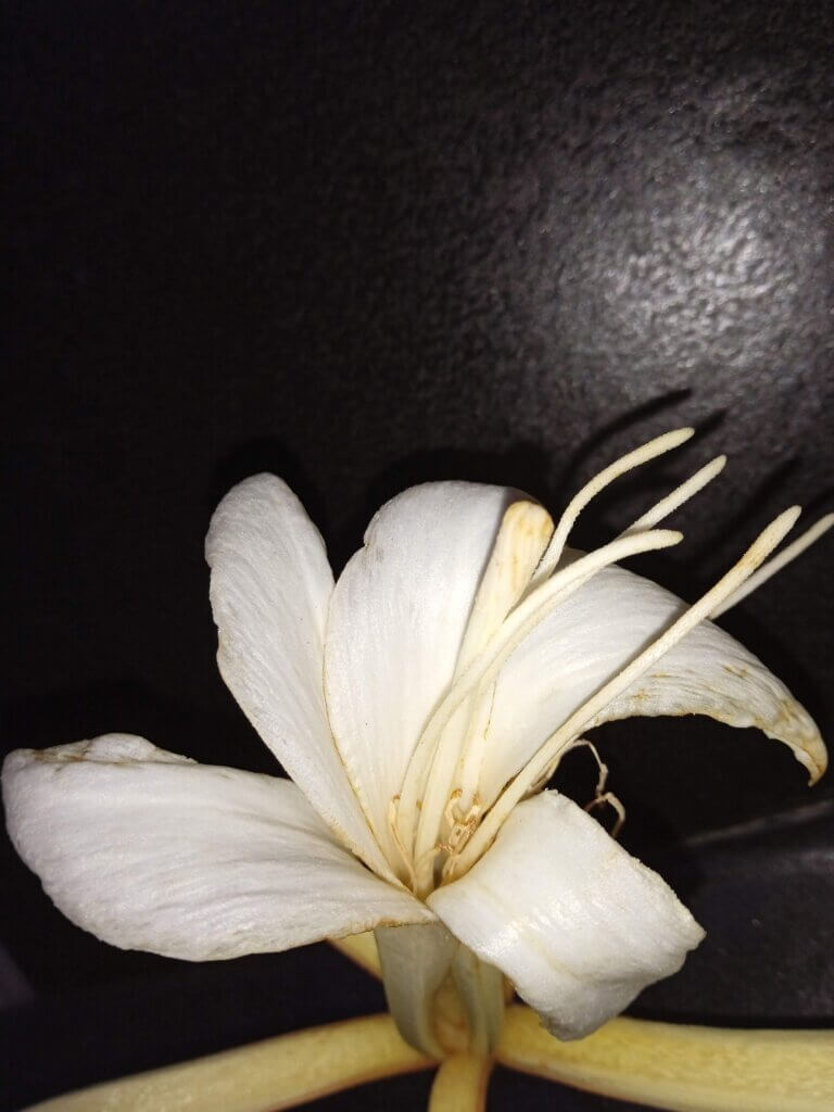 Attached Image
