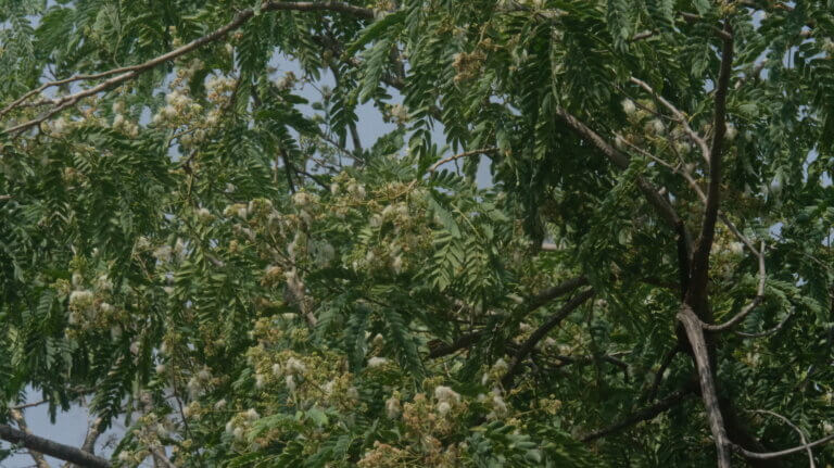 Genus: Albizia 8 Attached Image