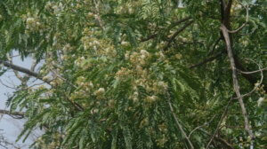 Albizia odoratissima (L.f.) Benth.