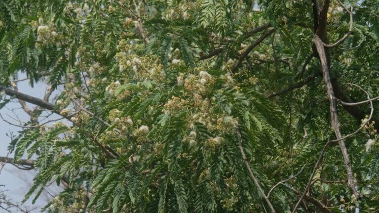 Genus: Albizia 6 Attached Image