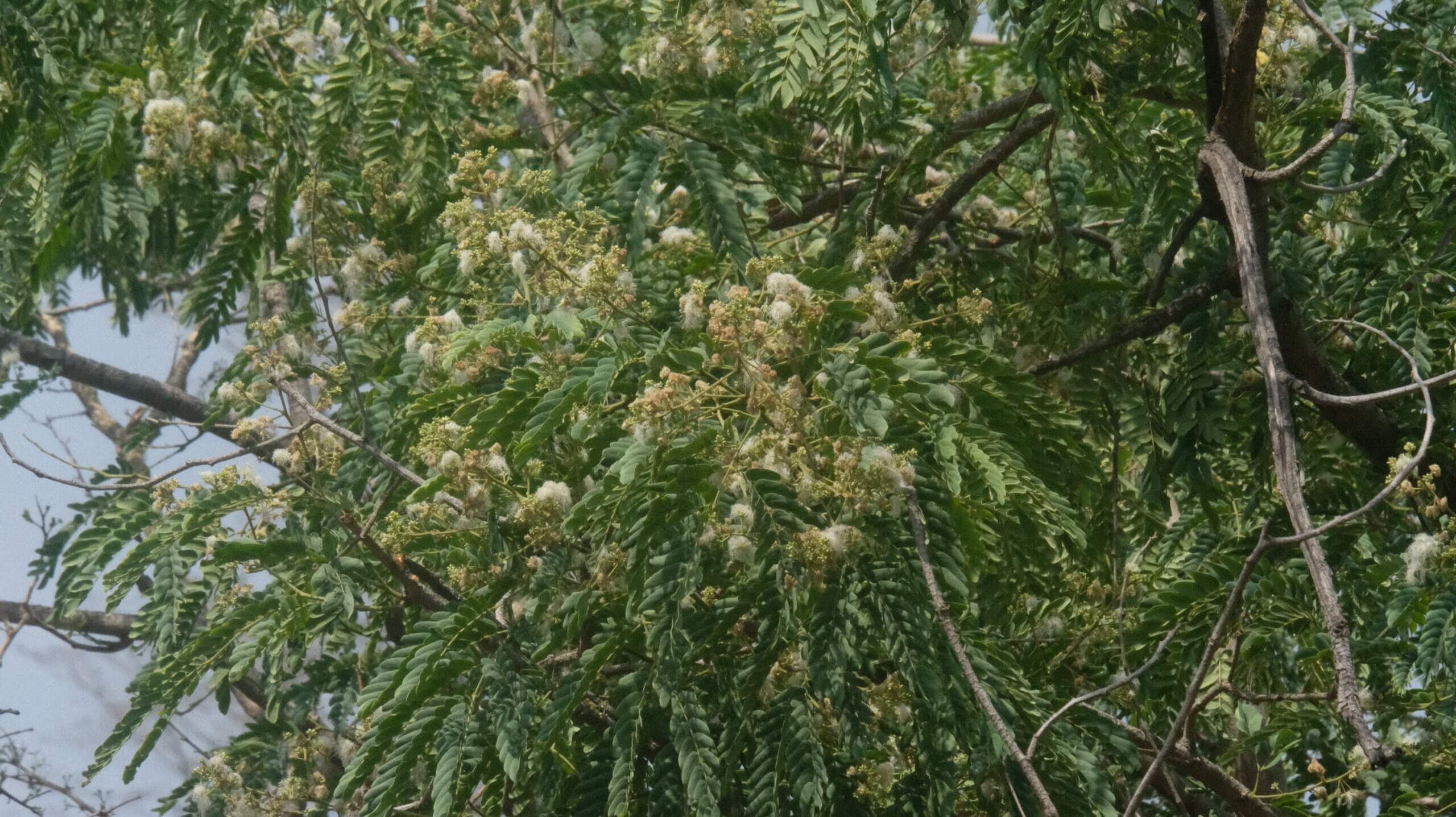 DSCF5454