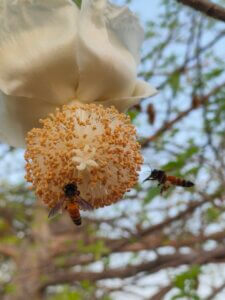 Adansonia digitata L.