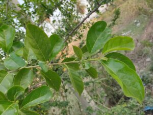 Ehretia aspera Willd.