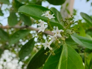 Ehretia aspera Willd.