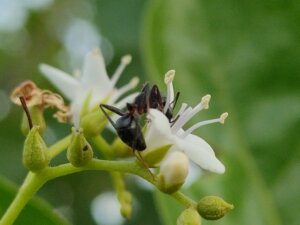 Ehretia aspera Willd.