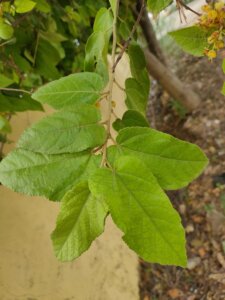 Guazuma ulmifolia Lam.