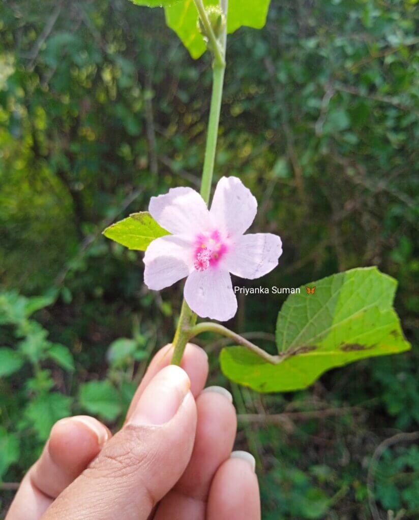 Urena lobata ssp lobata