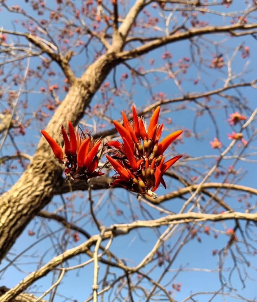Family: Fabaceae 25 Erythrina suberosa Roxb.