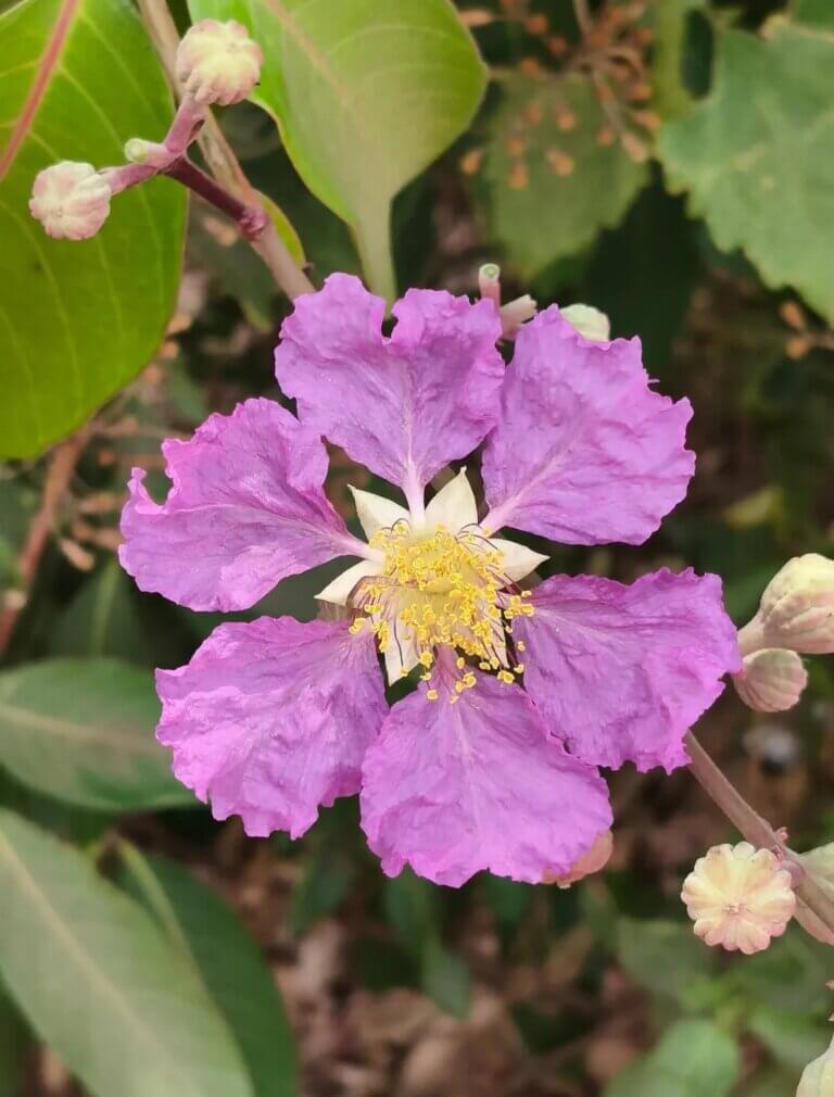 Genus: Lagerstroemia 1 Attached Image