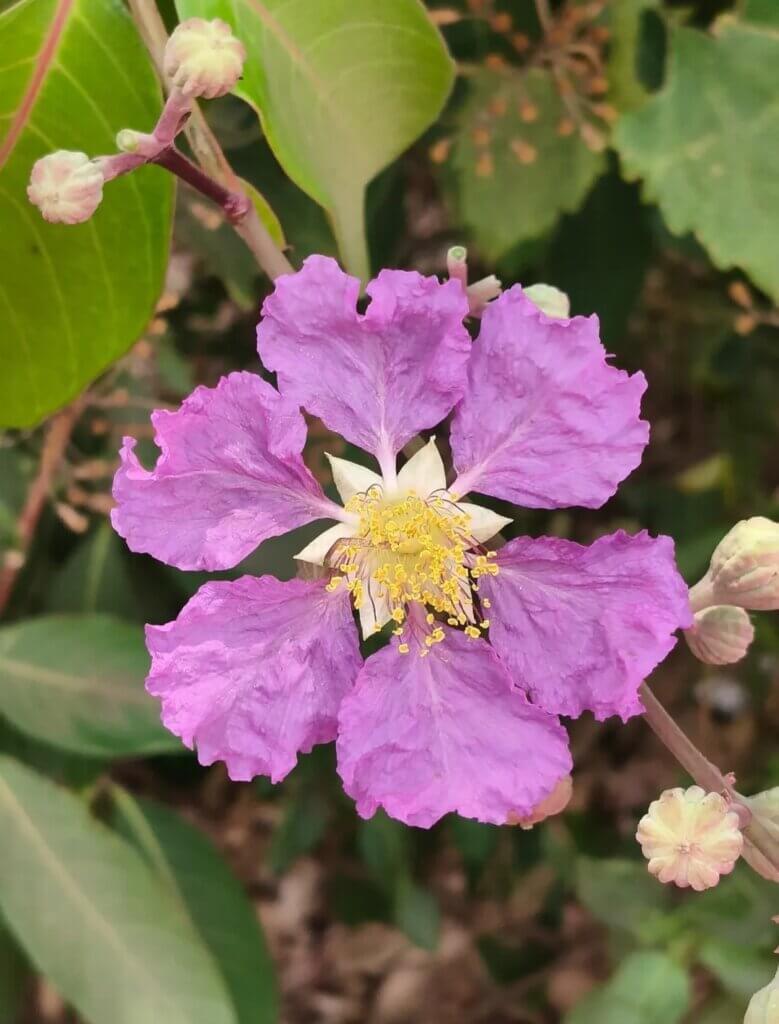 Lagerstroemia speciosa (L.) Pers