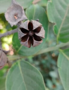 Lagerstroemia speciosa (L.) Pers