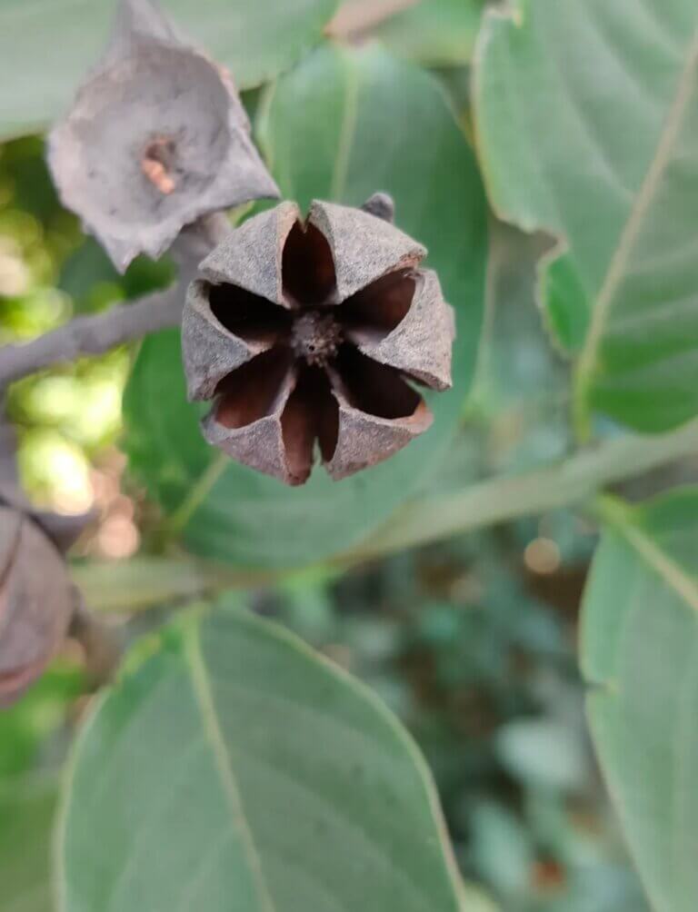 Genus: Lagerstroemia 3 Attached Image