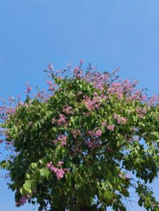 Lagerstroemia speciosa (L.) Pers