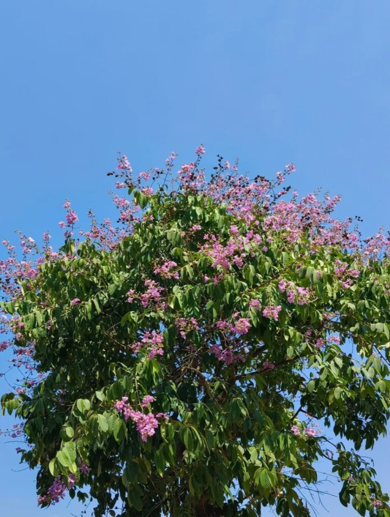 Genus: Lagerstroemia 4 Attached Image