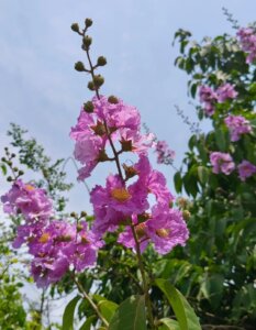 Lagerstroemia speciosa (L.) Pers