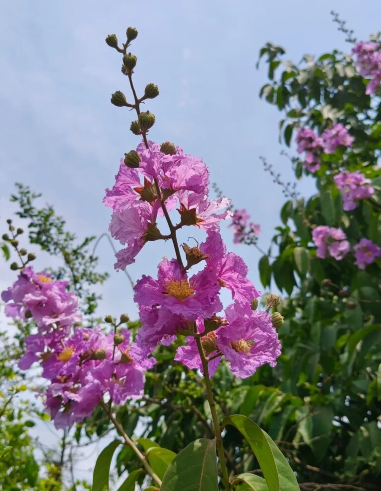 Genus: Lagerstroemia 2 Attached Image