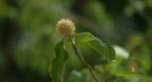 Mitragyna parvifolia (Roxb.) Korth