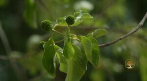 Mitragyna parvifolia (Roxb.) Korth