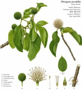 Mitragyna parvifolia (Roxb.) Korth