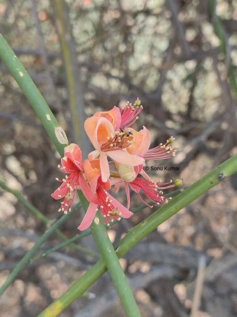 Genus: Capparis 2 Attached Image
