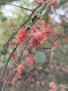 Capparis decidua (Forssk.) Edgew.