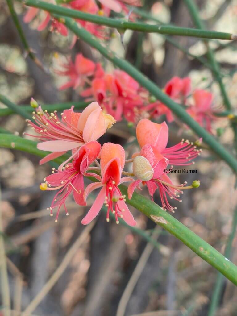Genus: Capparis 1 Attached Image
