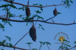 Adansonia digitata L.