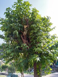 Guazuma ulmifolia Lam.