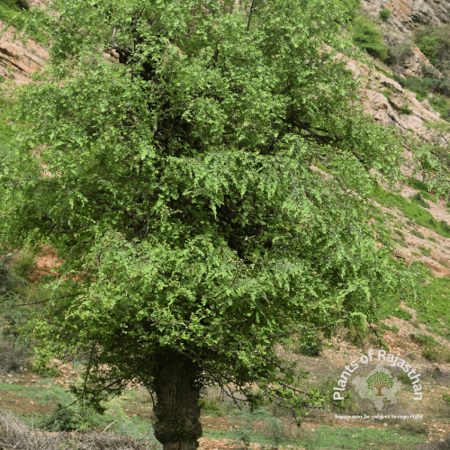 Untitled-design-23