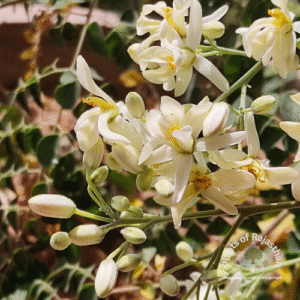 Moringa oleifera Lam.