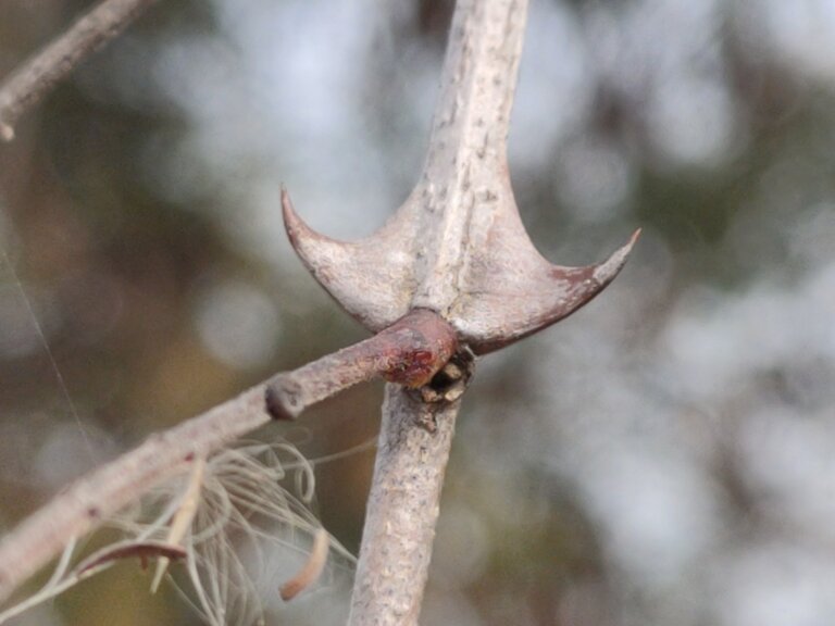 Genus: Senegalia 2 Attached Image