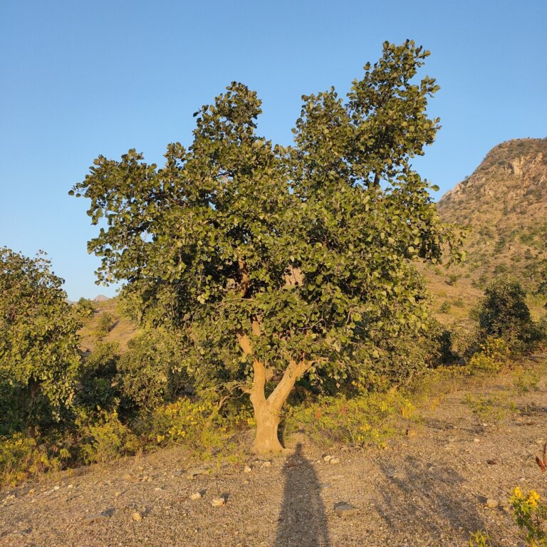 Genus: Butea 10 Attached Image