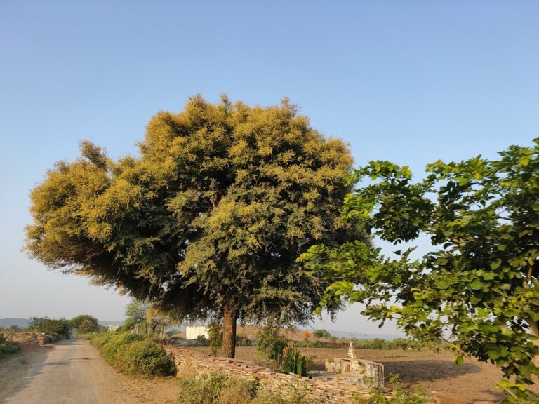 Genus: Vachellia 15 Attached Image