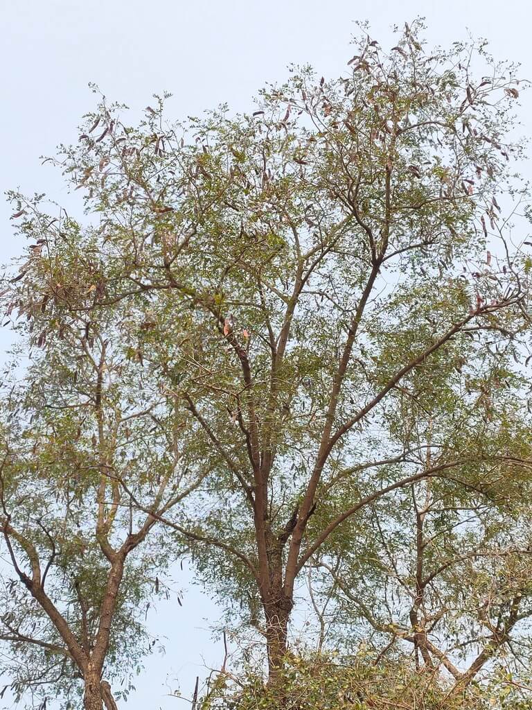 Genus: Albizia 7 Attached Image