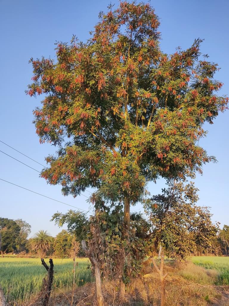 Genus: Albizia 3 Attached Image