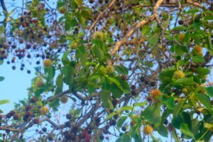 Mitragyna parvifolia (Roxb.) Korth