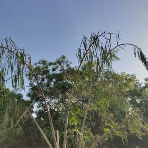 Moringa oleifera Lam.