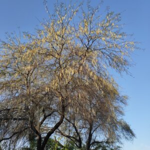 Acacia nilotica subsp. indica<span class="original-post-title">Syn. of <a href="https://www.plantsofrajasthan.com/vachellia-nilotica-subsp-indica/">Vachellia nilotica subsp. indica</a></span>