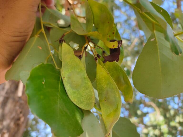 Genus: Dalbergia 10 Attached Image