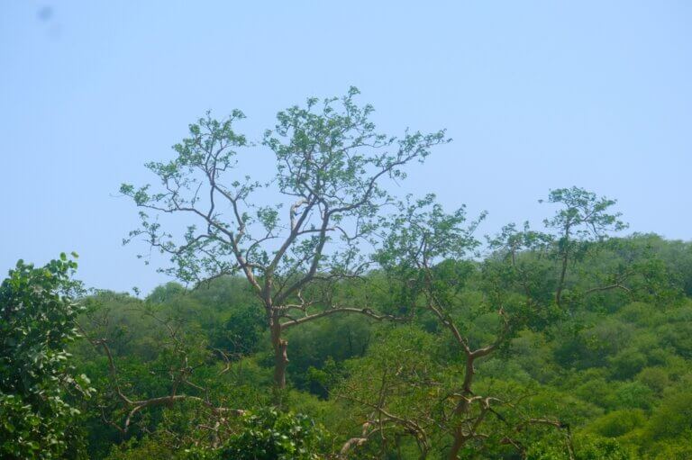 Genus: Albizia 2 Attached Image