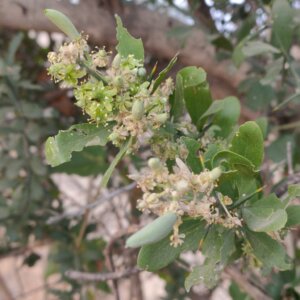 Balanites aegyptiaca (L.) Delile
