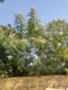 Moringa oleifera Lam.