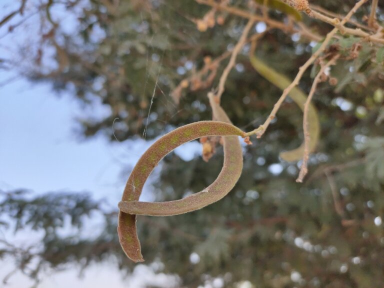 Genus: Vachellia 14 Attached Image