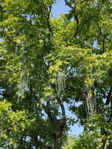 Wrightia tinctoria (Roxb.) R.Br.