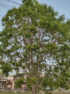 Mitragyna parvifolia (Roxb.) Korth