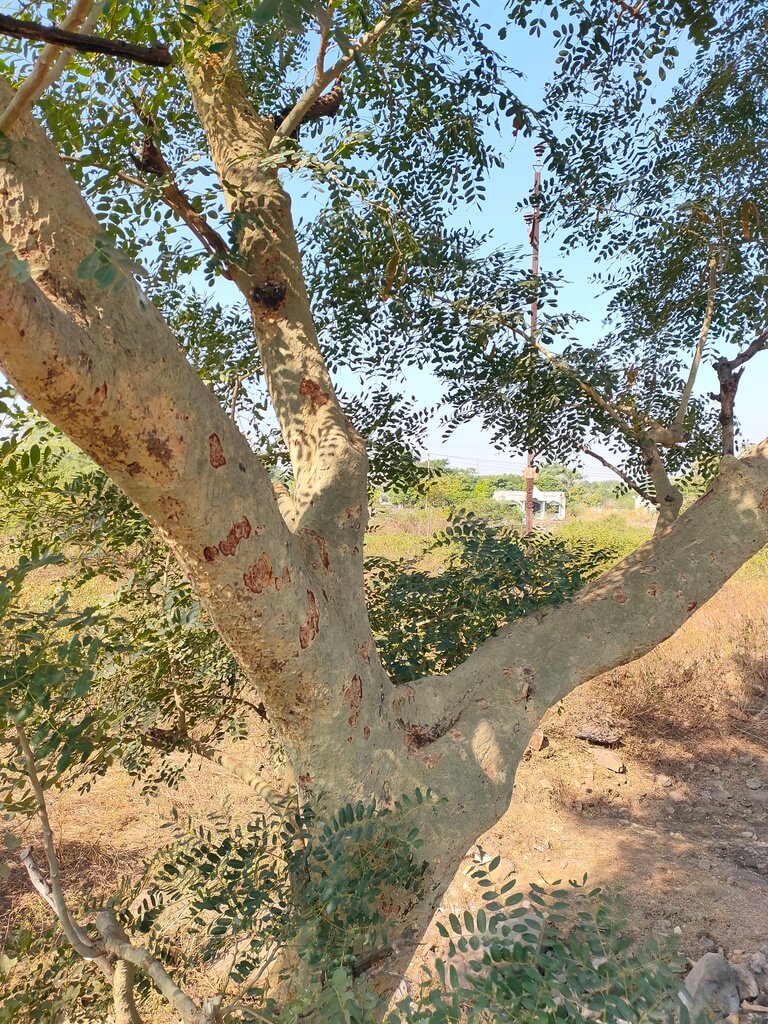 Genus: Albizia 5 Attached Image