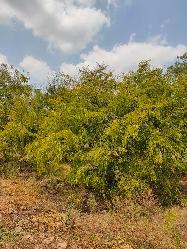 Genus: Phyllanthus 8 Attached Image
