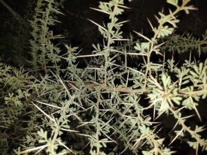 Acacia nilotica subsp. indica<span class="original-post-title">Syn. of <a href="https://www.plantsofrajasthan.com/vachellia-nilotica-subsp-indica/">Vachellia nilotica subsp. indica</a></span>